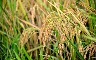 Arroz –  Um Mergulho na História e Cultura Global