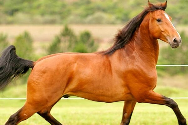 Cavalo Lusitano